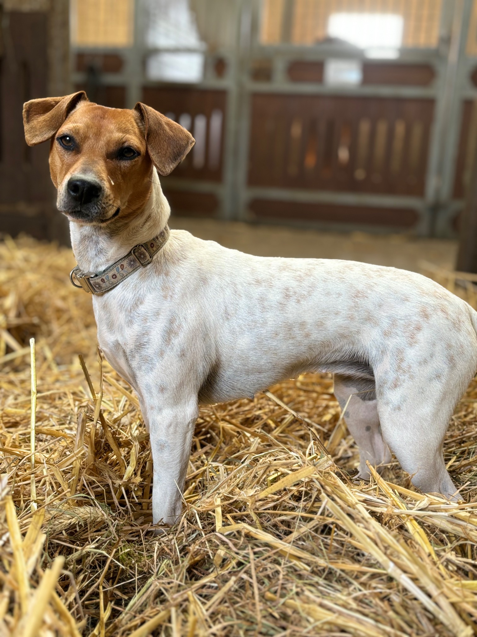 Annie, unser Stallhund