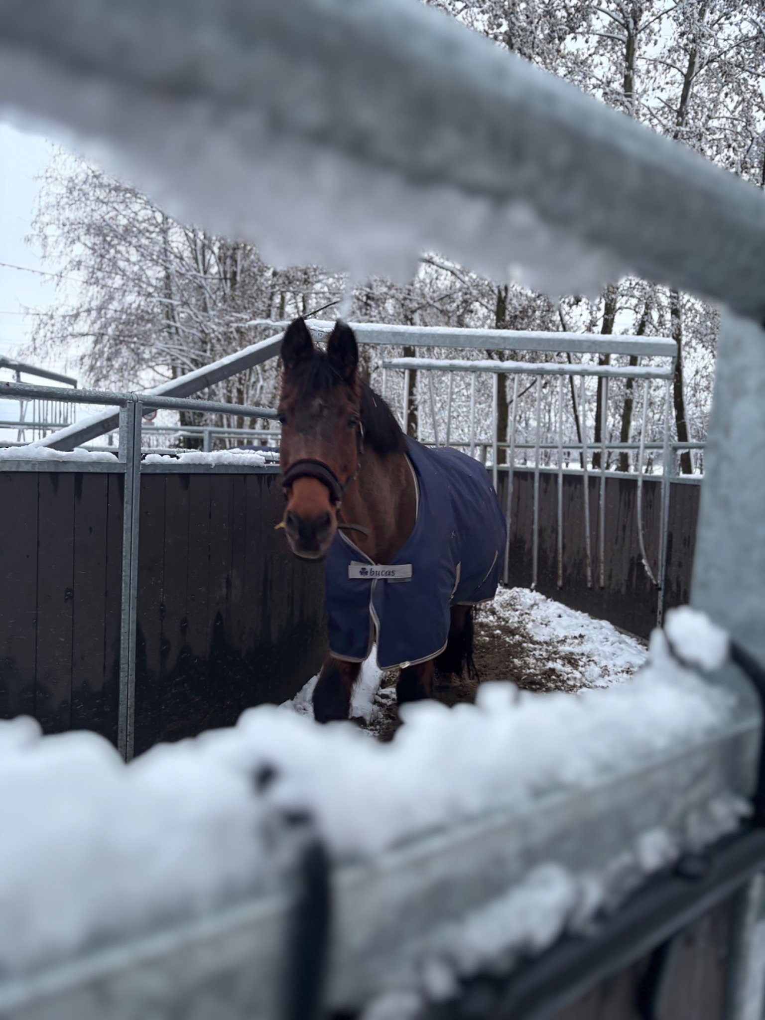 Pferd im Winter bei ML Stables