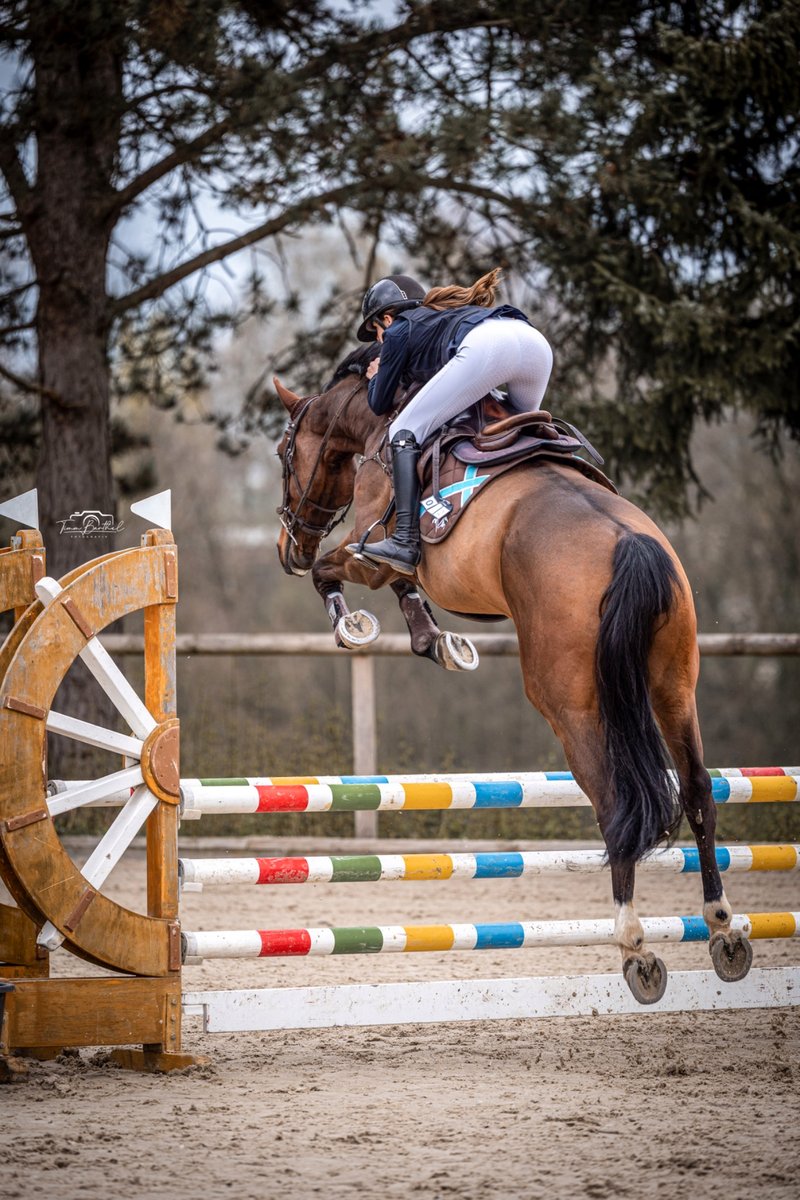 Professionelles Springreiten